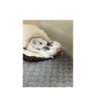 ダルメシアンハムスターのおせろくん（個別スタンプ：1）