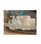 ダルメシアンハムスターのおせろくん（個別スタンプ：2）