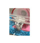 ダルメシアンハムスターのおせろくん（個別スタンプ：3）