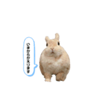 毎日使えるうさぎのみかんスタンプ（個別スタンプ：3）