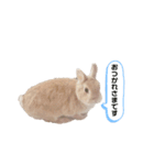 毎日使えるうさぎのみかんスタンプ（個別スタンプ：5）