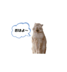毎日使えるうさぎのみかんスタンプ（個別スタンプ：6）