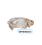 毎日使えるうさぎのみかんスタンプ（個別スタンプ：7）