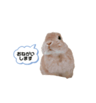 毎日使えるうさぎのみかんスタンプ（個別スタンプ：8）