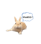 毎日使えるうさぎのみかんスタンプ（個別スタンプ：11）