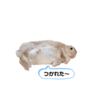 毎日使えるうさぎのみかんスタンプ（個別スタンプ：13）