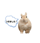 毎日使えるうさぎのみかんスタンプ（個別スタンプ：14）