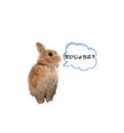 毎日使えるうさぎのみかんスタンプ（個別スタンプ：16）