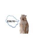 毎日使えるうさぎのみかんスタンプ（個別スタンプ：17）