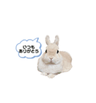 毎日使えるうさぎのみかんスタンプ（個別スタンプ：19）