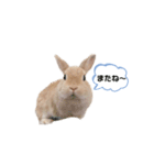毎日使えるうさぎのみかんスタンプ（個別スタンプ：20）
