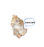 毎日使えるうさぎのみかんスタンプ（個別スタンプ：23）