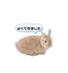 毎日使えるうさぎのみかんスタンプ（個別スタンプ：24）