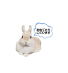 毎日使えるうさぎのみかんスタンプ（個別スタンプ：26）