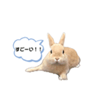 毎日使えるうさぎのみかんスタンプ（個別スタンプ：30）