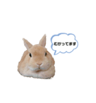毎日使えるうさぎのみかんスタンプ（個別スタンプ：31）