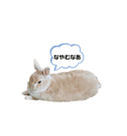毎日使えるうさぎのみかんスタンプ（個別スタンプ：32）