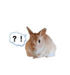 毎日使えるうさぎのみかんスタンプ（個別スタンプ：34）