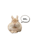 毎日使えるうさぎのみかんスタンプ（個別スタンプ：35）