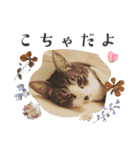 キジ白こっちゃんとハチワレユキちゃん（個別スタンプ：32）