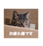 我が家のねこしゃん（個別スタンプ：16）