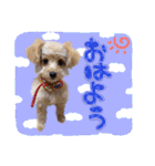 わんわん！ラブスタンプ（個別スタンプ：1）