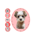 わんわん！ラブスタンプ（個別スタンプ：4）