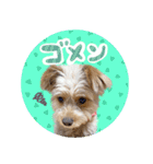 わんわん！ラブスタンプ（個別スタンプ：5）