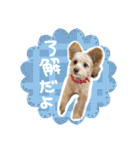 わんわん！ラブスタンプ（個別スタンプ：6）