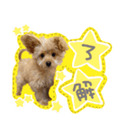 わんわん！ラブスタンプ（個別スタンプ：7）