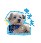 わんわん！ラブスタンプ（個別スタンプ：9）