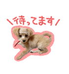 わんわん！ラブスタンプ（個別スタンプ：11）
