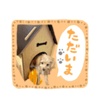 わんわん！ラブスタンプ（個別スタンプ：13）