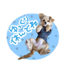 わんわん！ラブスタンプ（個別スタンプ：14）