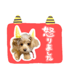 わんわん！ラブスタンプ（個別スタンプ：15）