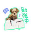 わんわん！ラブスタンプ（個別スタンプ：16）