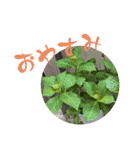 お花（植物）フォトスタンプ（個別スタンプ：4）