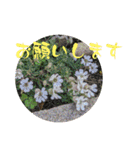 お花（植物）フォトスタンプ（個別スタンプ：6）