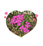 お花（植物）フォトスタンプ（個別スタンプ：34）