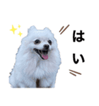 大人しい犬(敬語)ポメラニアン（個別スタンプ：1）