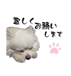 大人しい犬(敬語)ポメラニアン（個別スタンプ：3）
