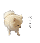 大人しい犬(敬語)ポメラニアン（個別スタンプ：4）