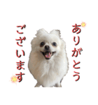 大人しい犬(敬語)ポメラニアン（個別スタンプ：5）