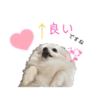 大人しい犬(敬語)ポメラニアン（個別スタンプ：6）