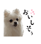 大人しい犬(敬語)ポメラニアン（個別スタンプ：7）
