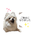 大人しい犬(敬語)ポメラニアン（個別スタンプ：8）