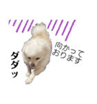 大人しい犬(敬語)ポメラニアン（個別スタンプ：9）