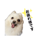 大人しい犬(敬語)ポメラニアン（個別スタンプ：10）