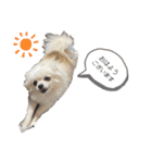 大人しい犬(敬語)ポメラニアン（個別スタンプ：11）