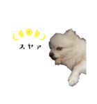 大人しい犬(敬語)ポメラニアン（個別スタンプ：12）